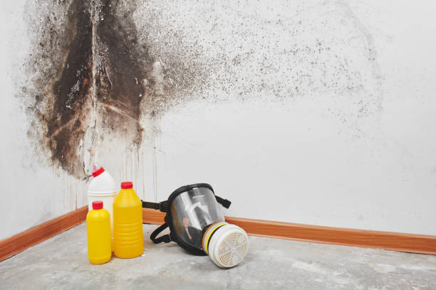 Mold Removal Process in University Park, IL