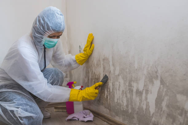 Best Emergency Mold Removal  in University Park, IL