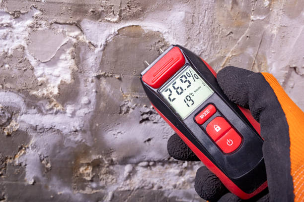 Best Mold Removal Company Near Me  in University Park, IL
