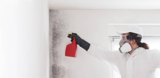 Mold Testing and Removal in University Park, IL