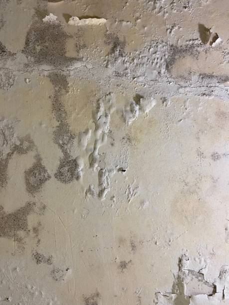 Best Toxic Mold Removal  in University Park, IL