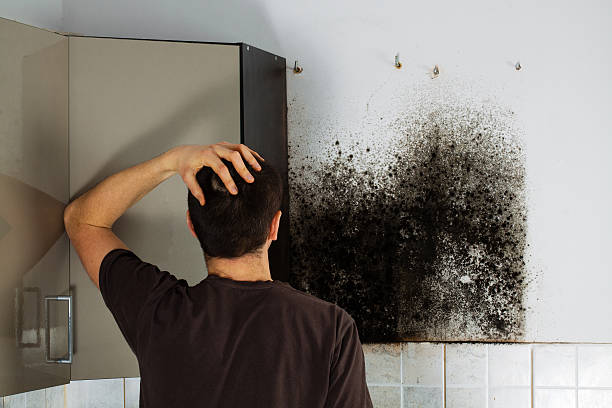 Office Mold Removal Services in University Park, IL
